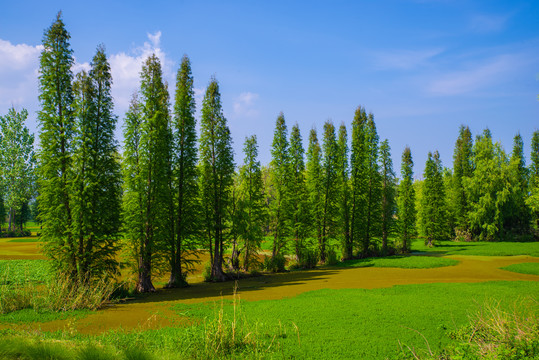 滇池湿地风光