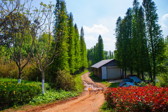 湿地杉树