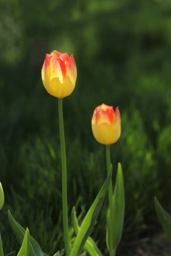 两朵郁金香花蕾