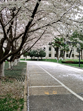 吉野樱花