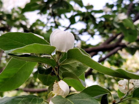 榅桲花