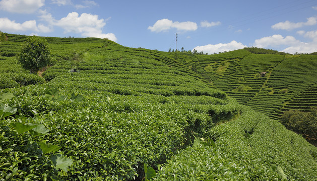 茶园茶场