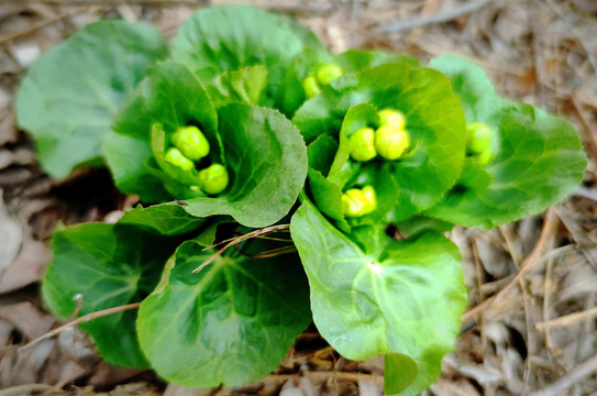 马蹄花蕾