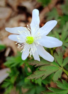 小白花