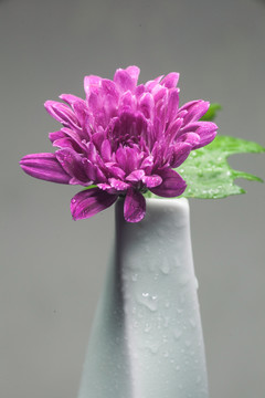 紫色菊花插花
