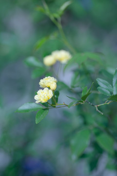 木香花蔷薇黄木香花