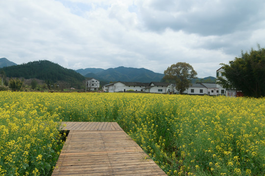 油菜花