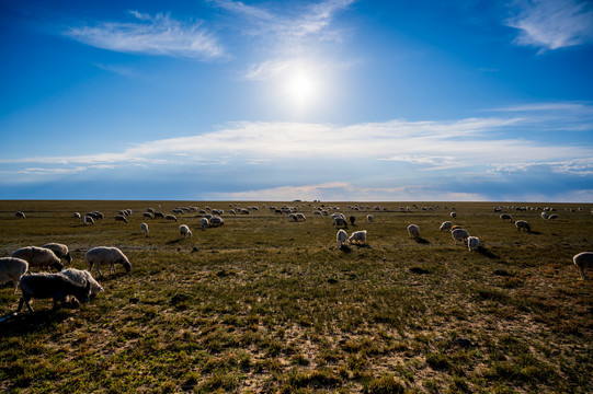 锡林郭勒草原的羊群