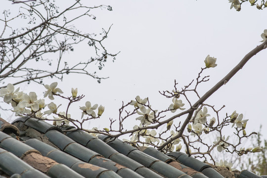 脊瓦树枝上绽放的白玉兰花