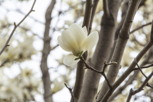 树枝上一朵盛开的白玉兰花