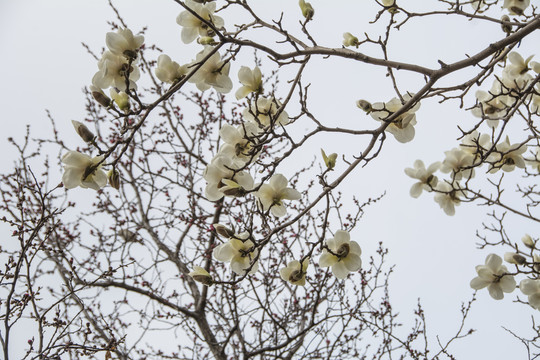 树枝头上朵朵盛开白色玉兰花