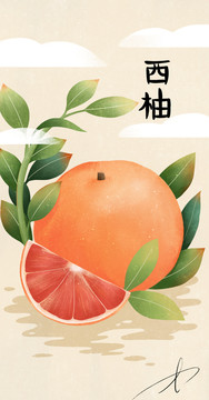 手繪西柚
