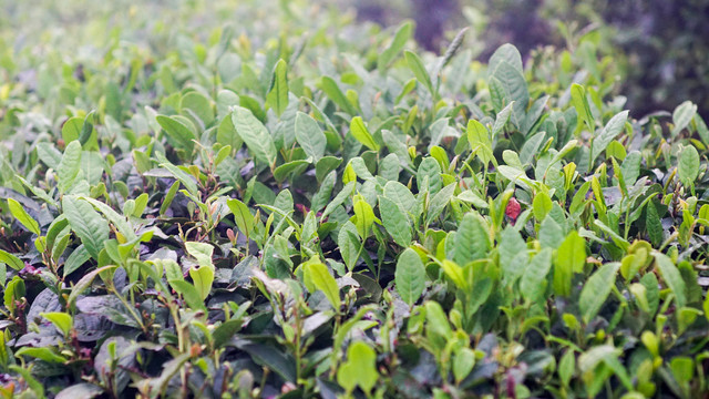 茶叶树枝