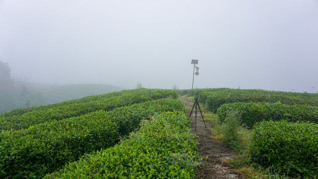 茶园八