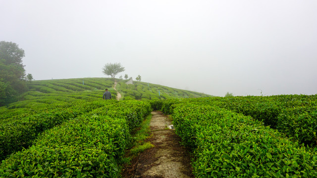 茶园三