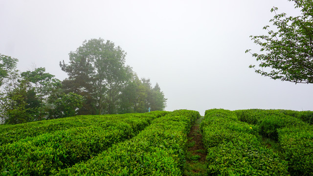 茶园美景