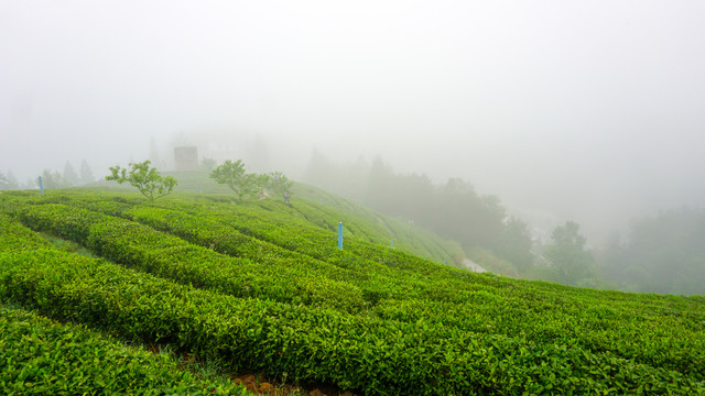 茶园美景