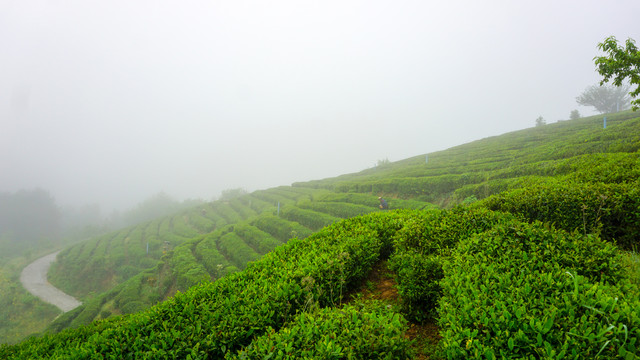 茶园美景