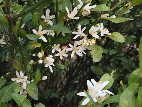 橘子花