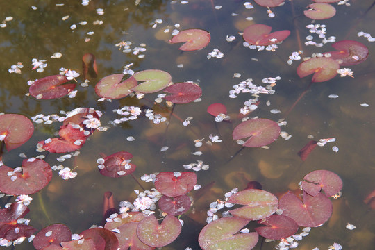 莲塘落花