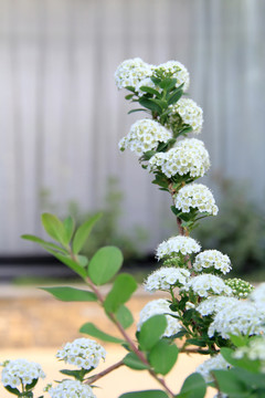 麻叶绣线菊