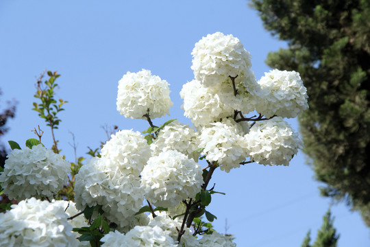 天目琼花特写