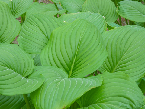 春天公园绿色植物玉簪