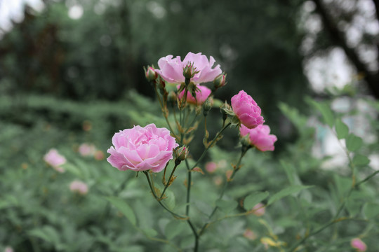 月季花蔷薇花