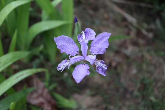 鸢尾花