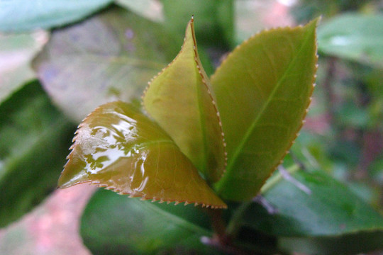 山茶花嫩叶