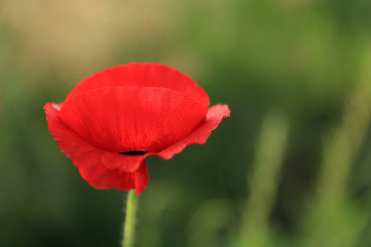 一枝紅色虞美人