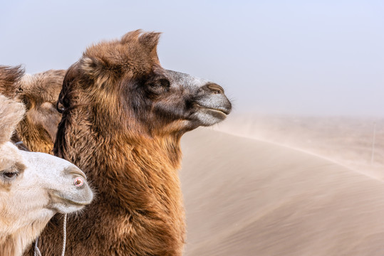 沙漠里的骆驼特写