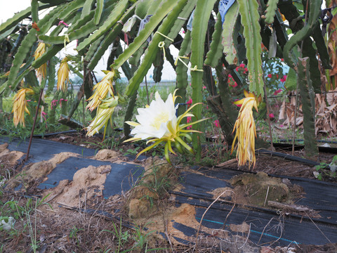 火龙果花