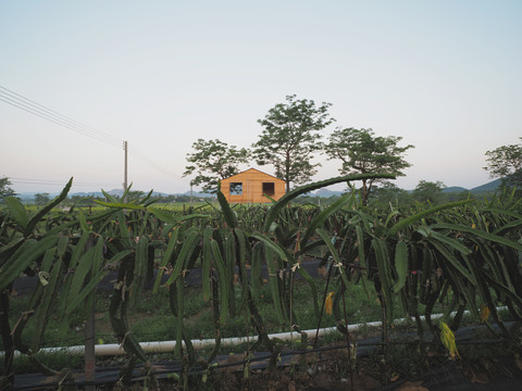 火龙果基地