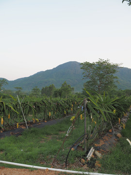 火龙果种植基地