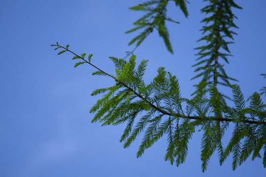 松树枝叶