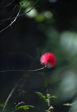 红绒球花图片