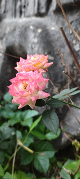 玫瑰花植物