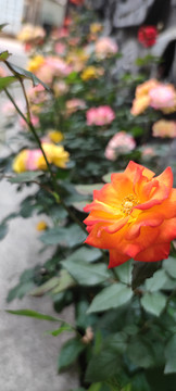 花朵公园植物玫瑰花