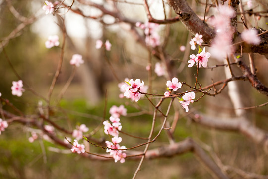 桃花