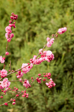 粉色桃花