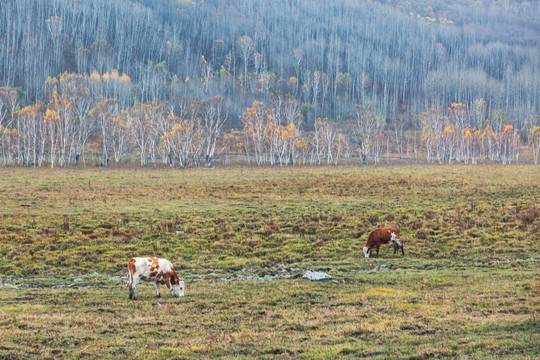 秋季湿地草原牛群森林