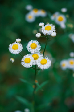 小白菊