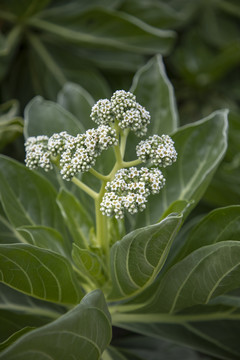 三亚海岸植物银毛树