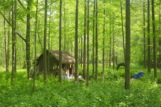 林中木屋