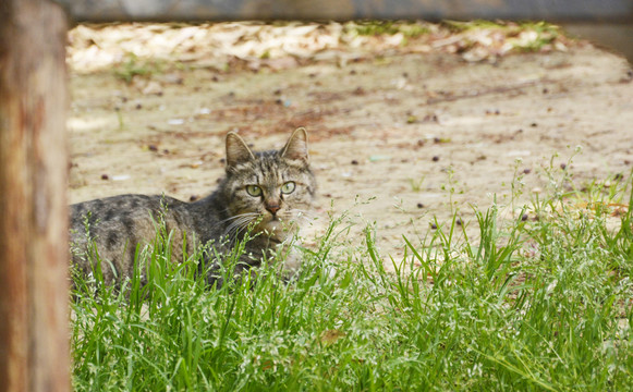 田园猫