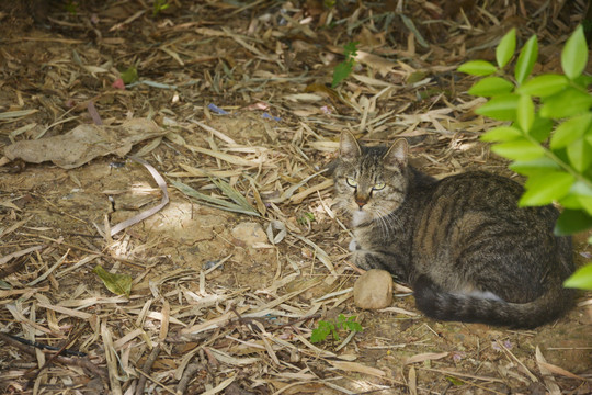 一只流浪猫