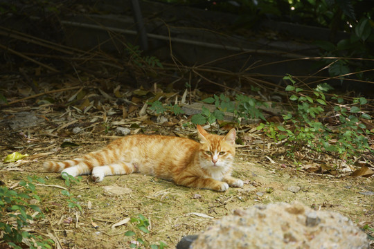 躺着的橘猫