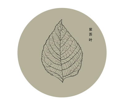 紫蘇葉線稿