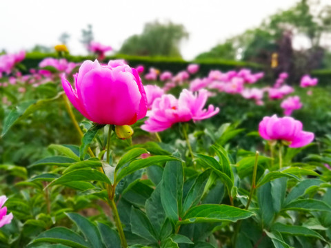 粉色芍药花